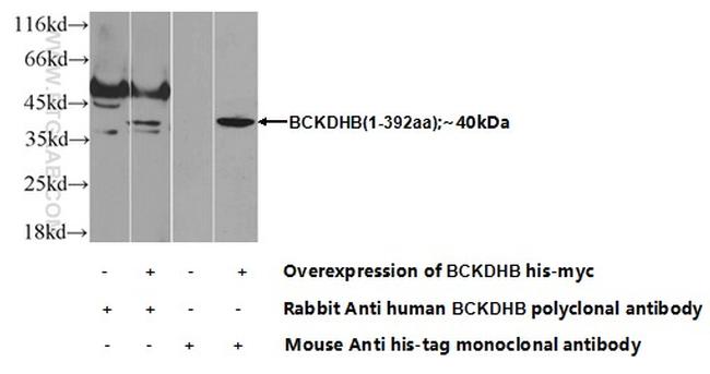 BCKDHB Antibody in Western Blot (WB)