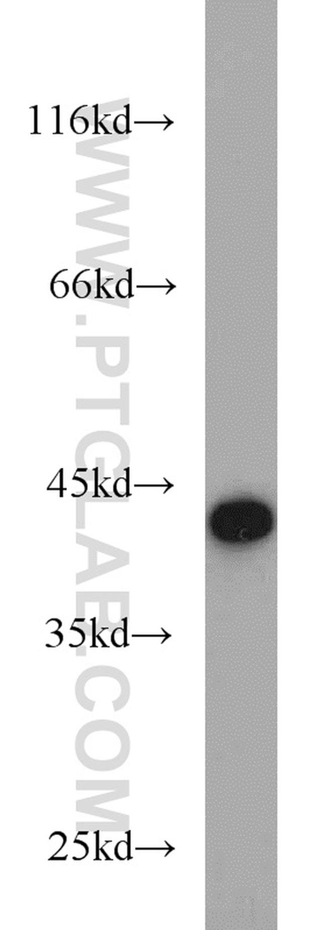 PGK2 Antibody in Western Blot (WB)