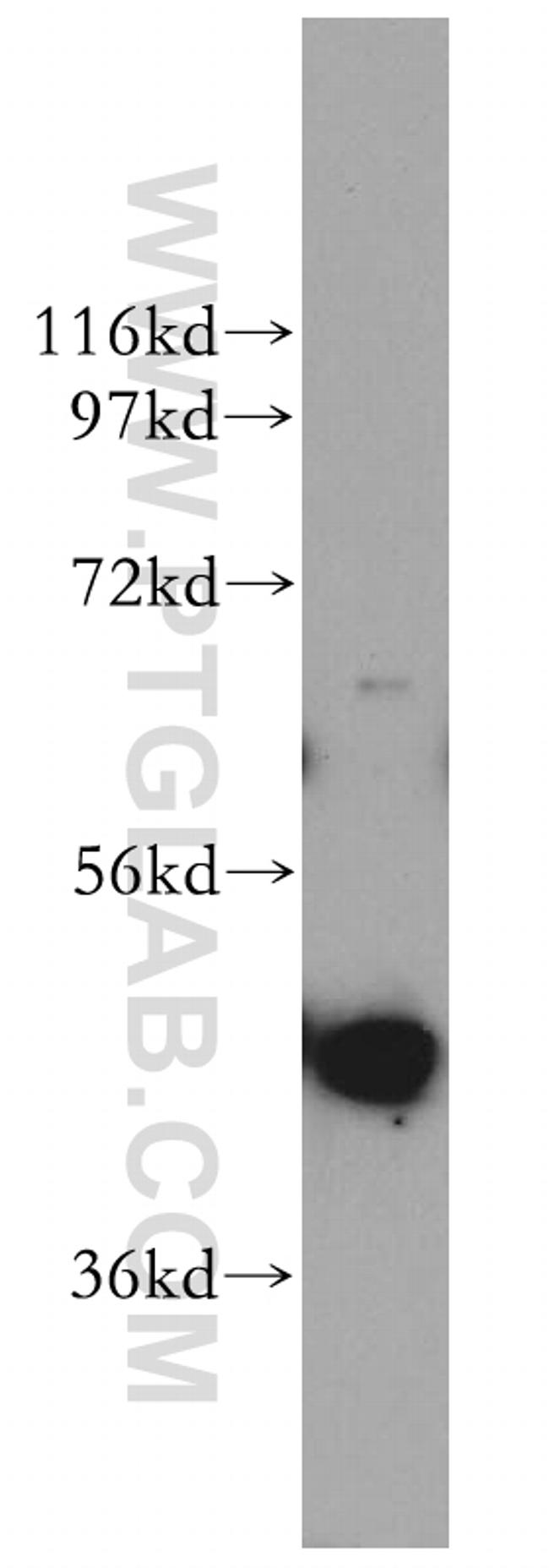 PGK2 Antibody in Western Blot (WB)