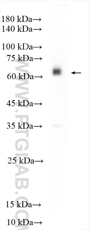 TBX21/T-bet Antibody in Western Blot (WB)