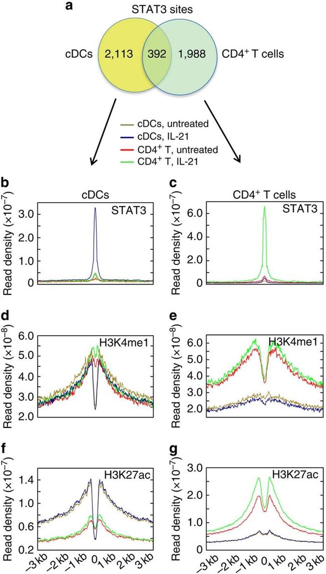 STAT3 Antibody in ChIP Assay (ChIP)