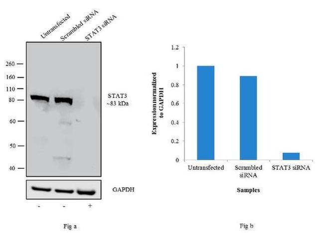 STAT3 Antibody in Western Blot (WB)