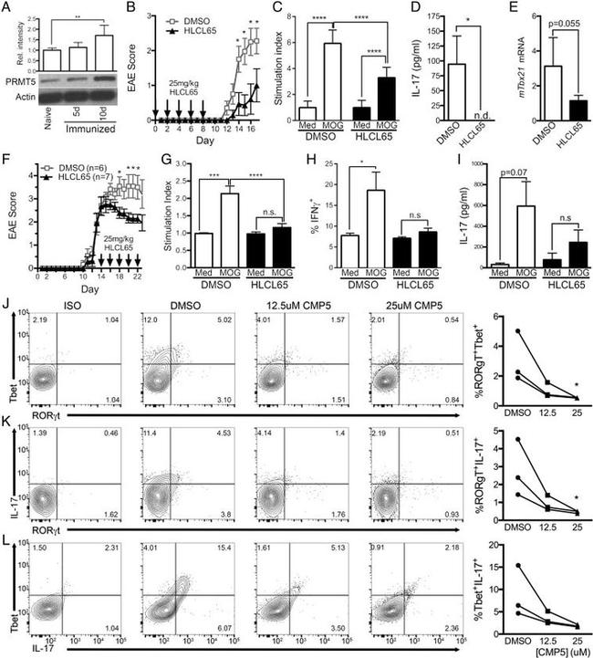 IL-17A Antibody