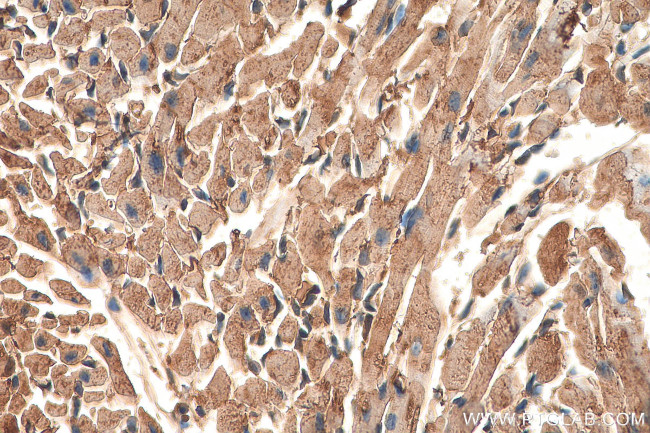 Phospholemman/FXYD1 Antibody in Immunohistochemistry (Paraffin) (IHC (P))