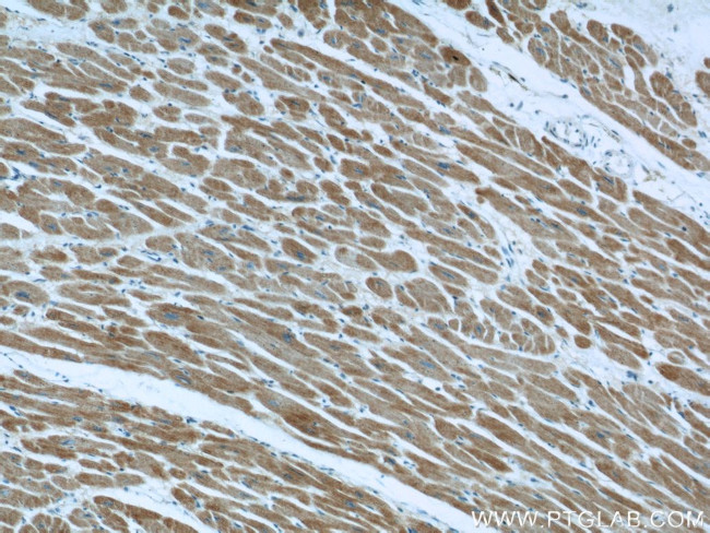 Phospholemman/FXYD1 Antibody in Immunohistochemistry (Paraffin) (IHC (P))