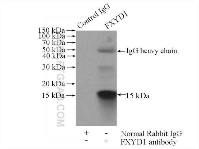 Phospholemman/FXYD1 Antibody in Immunoprecipitation (IP)