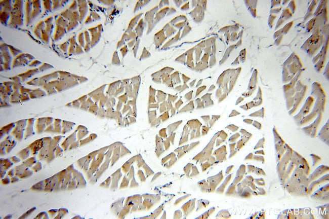 Phospholemman/FXYD1 Antibody in Immunohistochemistry (Paraffin) (IHC (P))