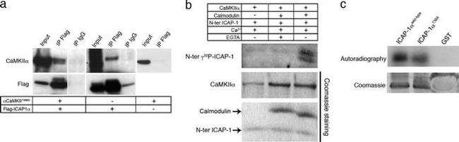 CaMKII alpha Antibody in Western Blot (WB)