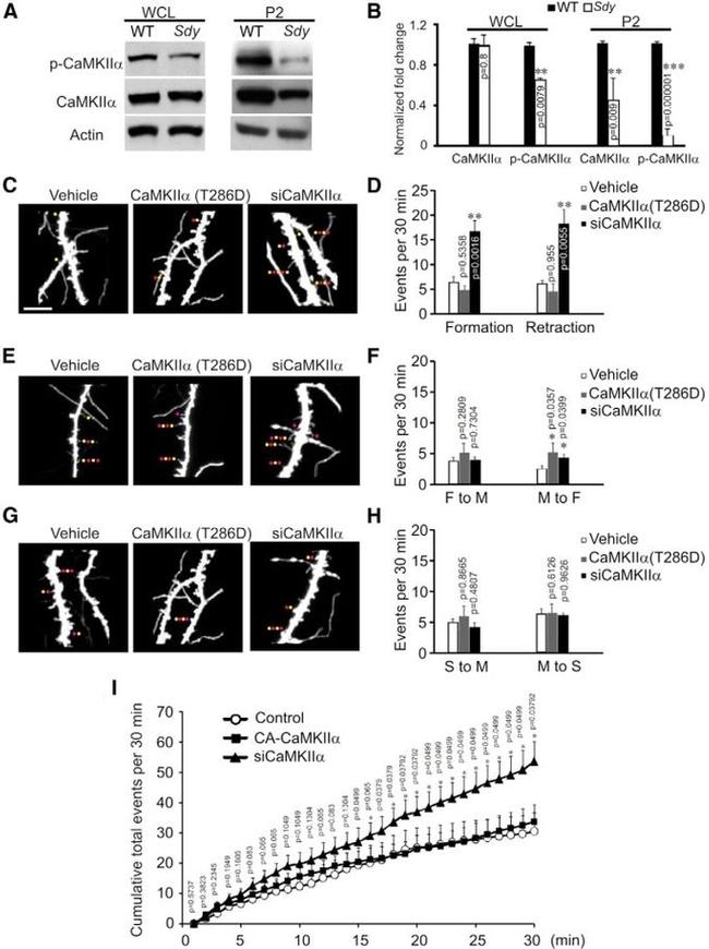 CaMKII alpha Antibody in Western Blot (WB)