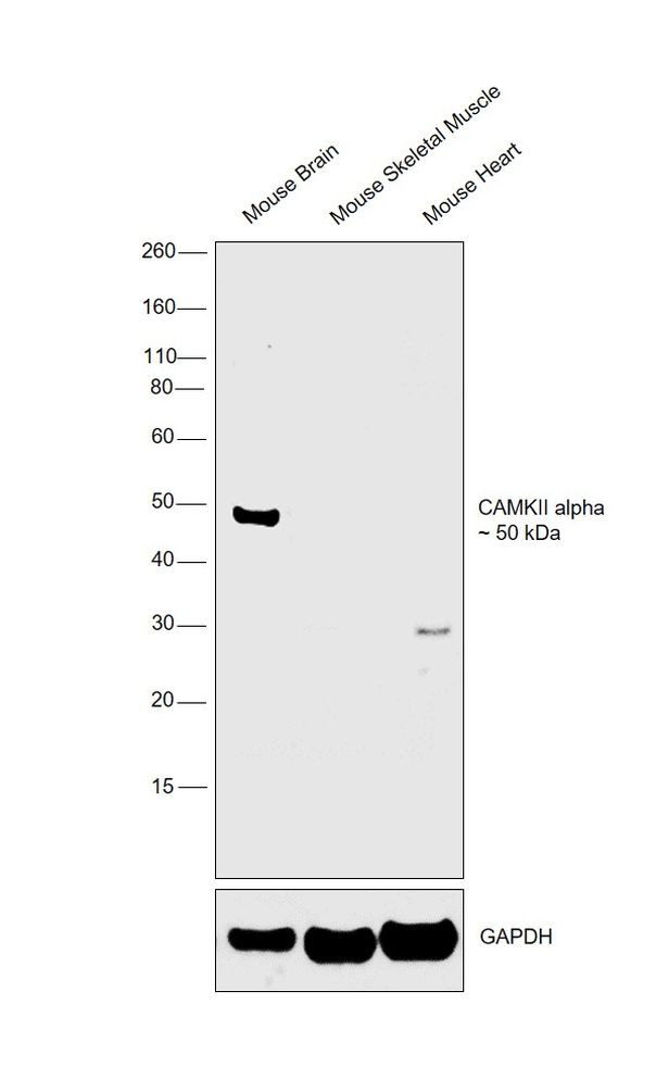 CaMKII alpha Antibody