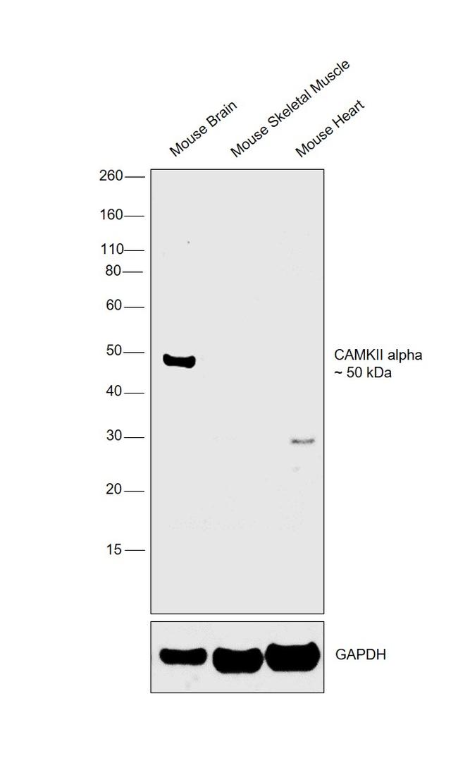 CaMKII alpha Antibody in Western Blot (WB)