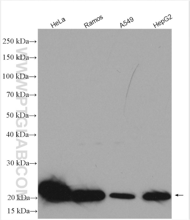 DUT Antibody in Western Blot (WB)