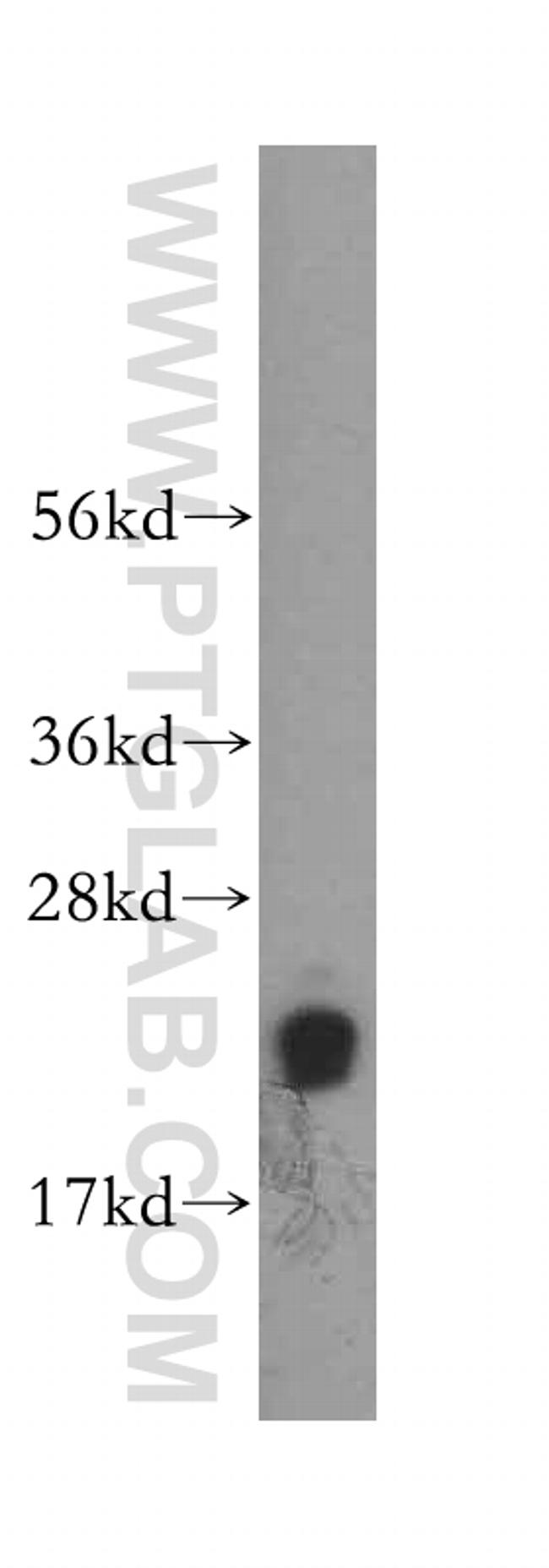 DUT Antibody in Western Blot (WB)