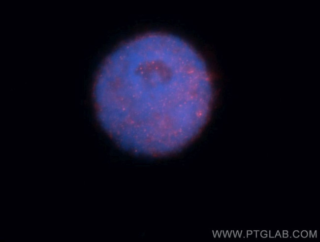 RNMT Antibody in Immunocytochemistry (ICC/IF)