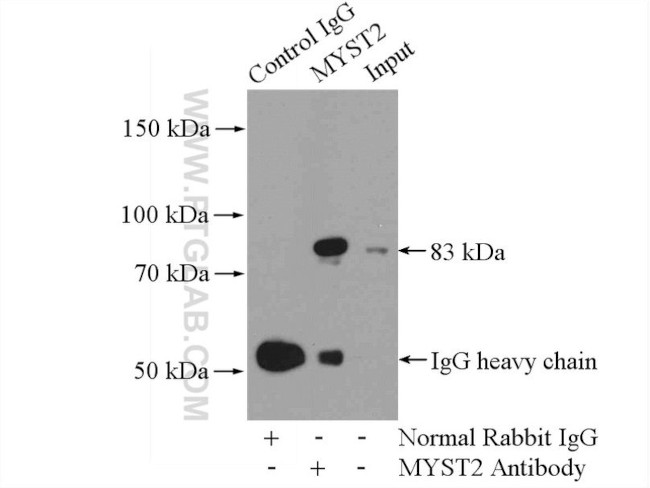 MYST2 Antibody in Immunoprecipitation (IP)