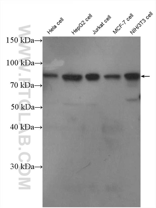 MYST2 Antibody in Western Blot (WB)