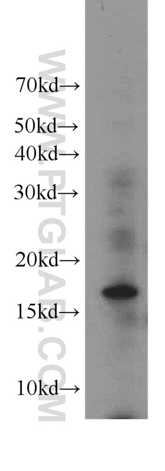 Histone H3.3 Antibody in Western Blot (WB)