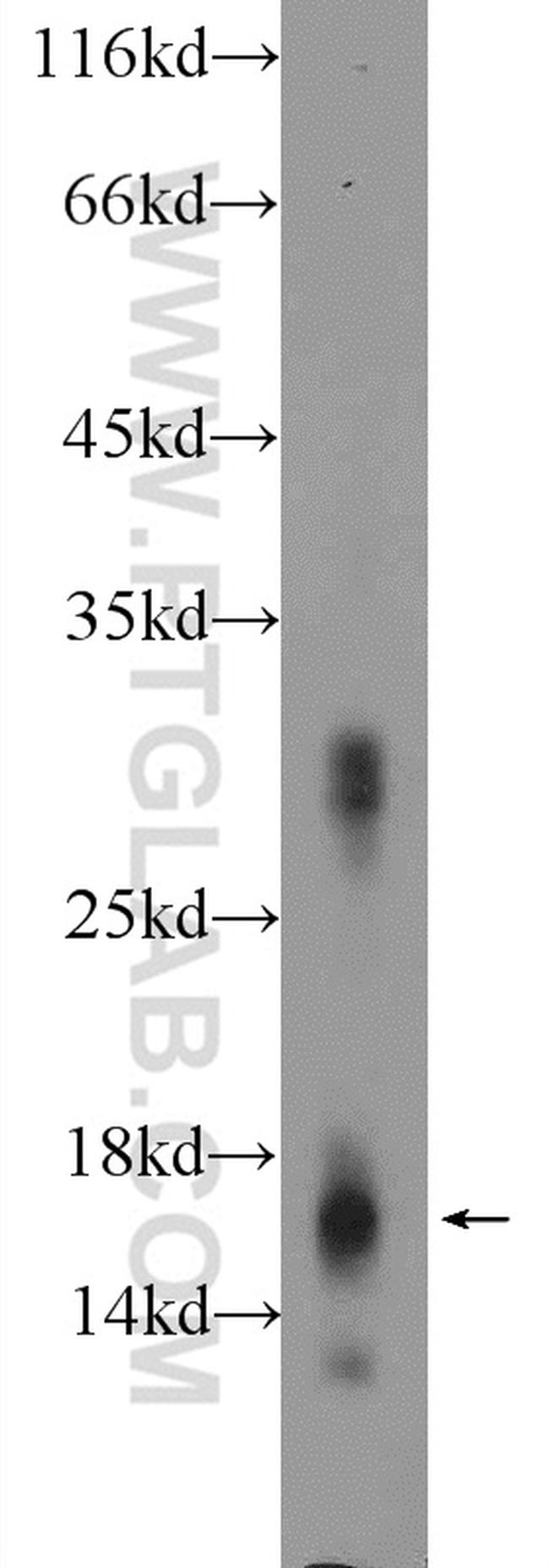 Histone H3.3 Antibody in Western Blot (WB)