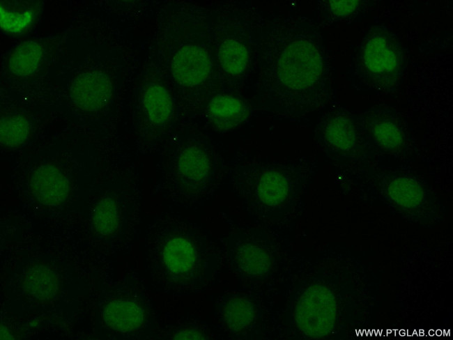 Histone H3.3 Antibody in Immunocytochemistry (ICC/IF)
