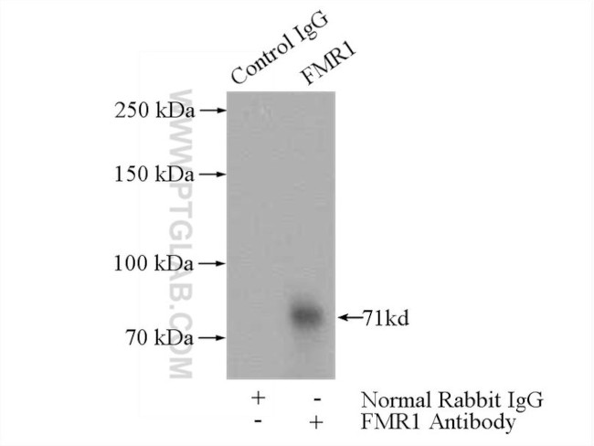 FMRP Antibody in Immunoprecipitation (IP)