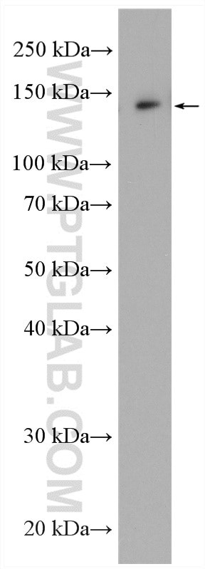 AMBRA1 Antibody in Western Blot (WB)