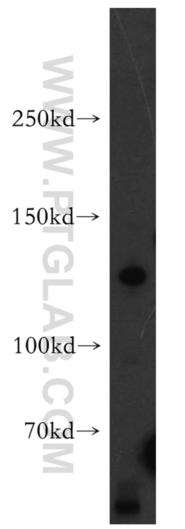 AMBRA1 Antibody in Western Blot (WB)