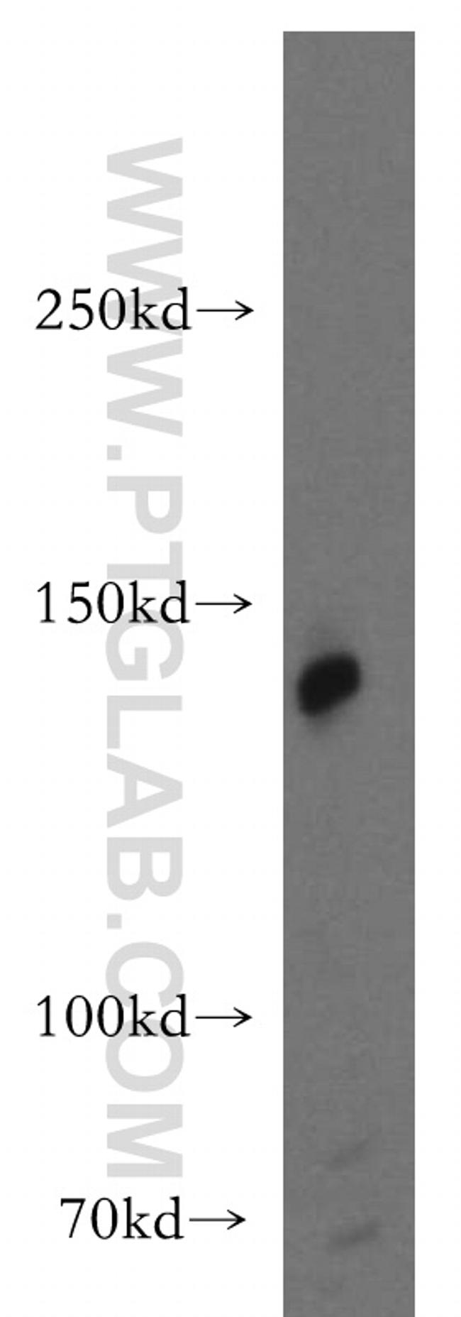 AMBRA1 Antibody in Western Blot (WB)