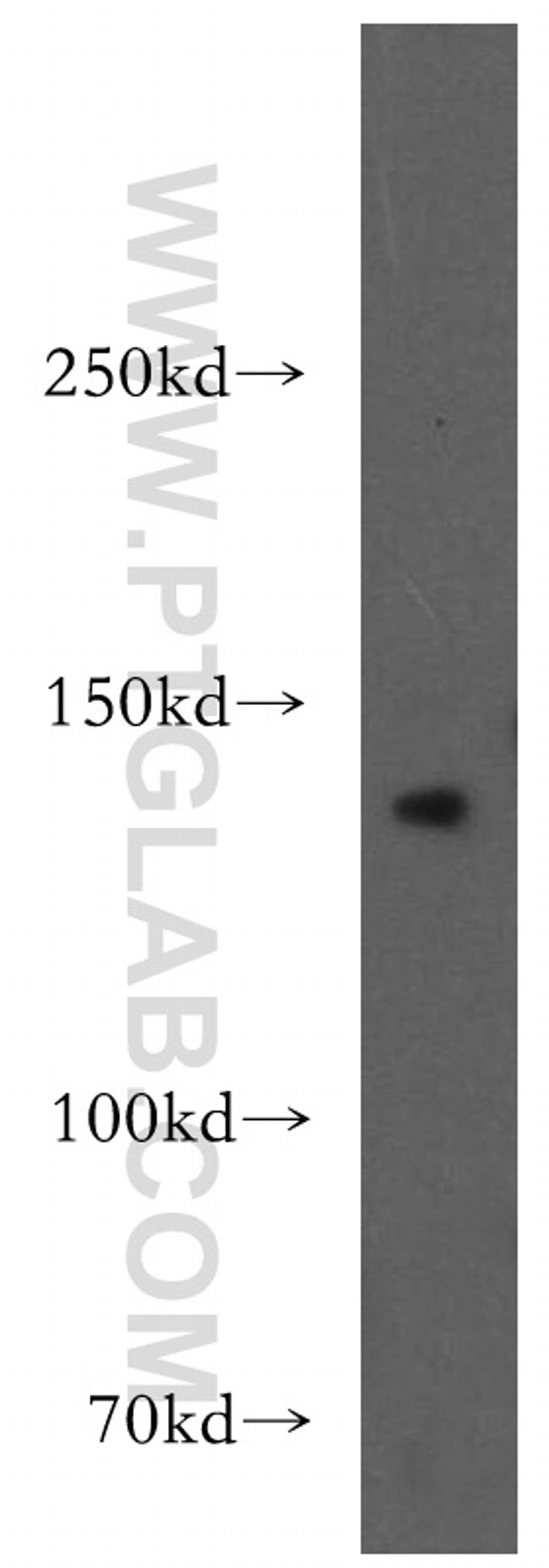 AMBRA1 Antibody in Western Blot (WB)