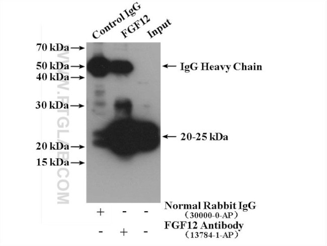 FGF12 Antibody in Immunoprecipitation (IP)