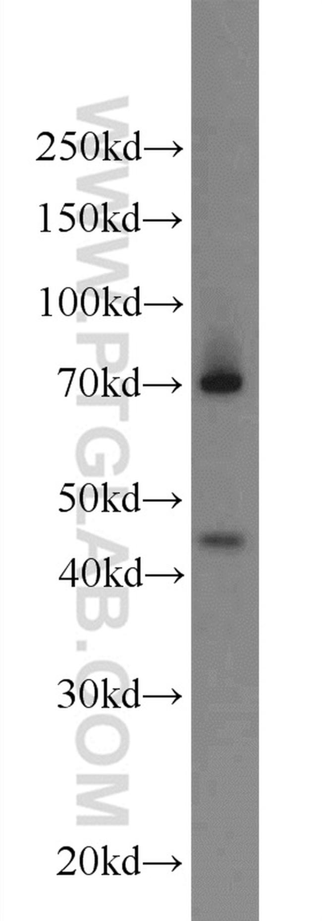 EAF1 Antibody in Western Blot (WB)