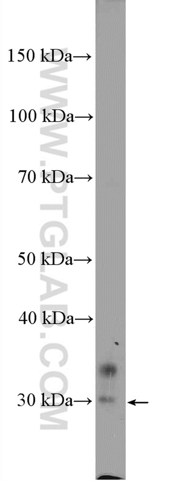 EAF1 Antibody in Western Blot (WB)