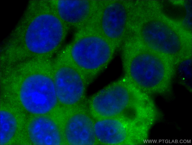 RAP2A Antibody in Immunocytochemistry (ICC/IF)