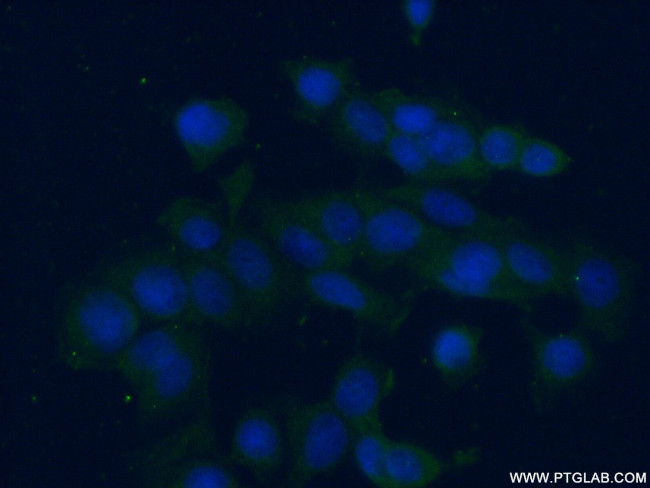 RAP2A Antibody in Immunocytochemistry (ICC/IF)