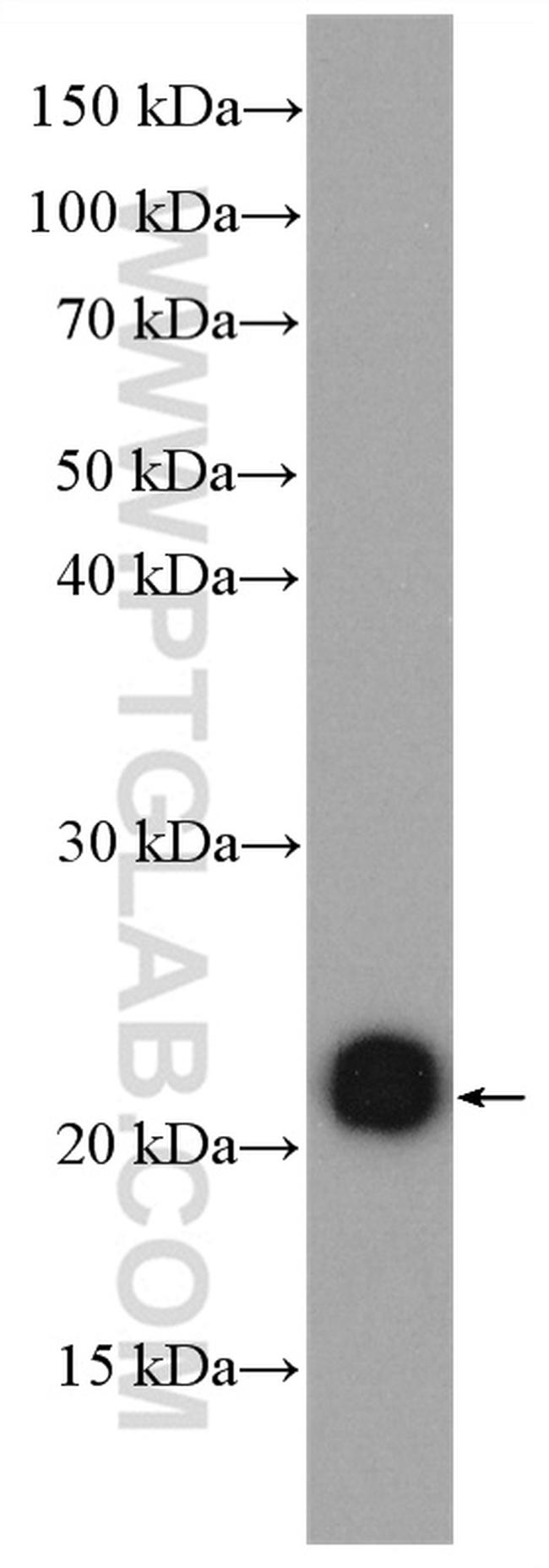 RAP2A Antibody in Western Blot (WB)