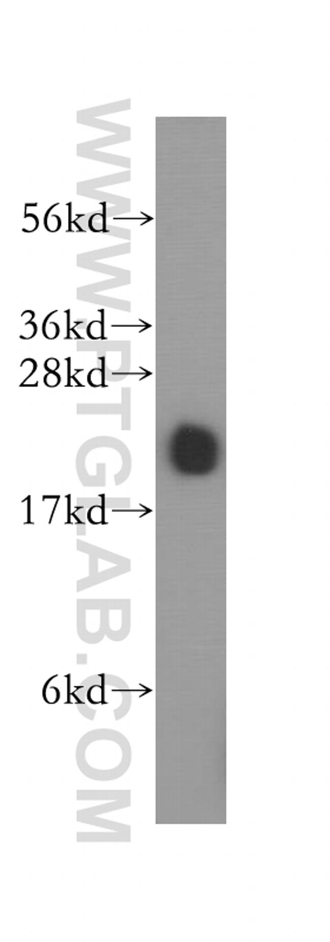 RAP2A Antibody in Western Blot (WB)