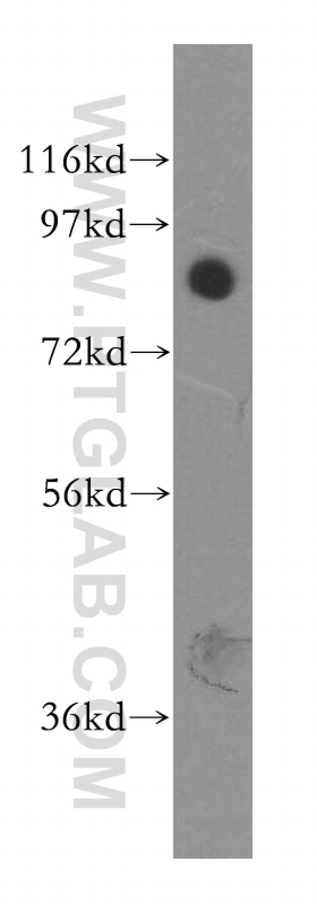 MFN1 Antibody in Western Blot (WB)