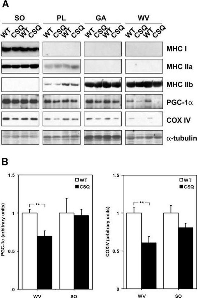 alpha Tubulin Antibody in Western Blot (WB)