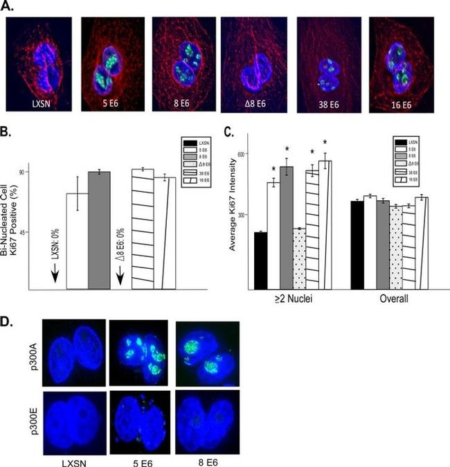 alpha Tubulin Antibody in Immunocytochemistry (ICC/IF)