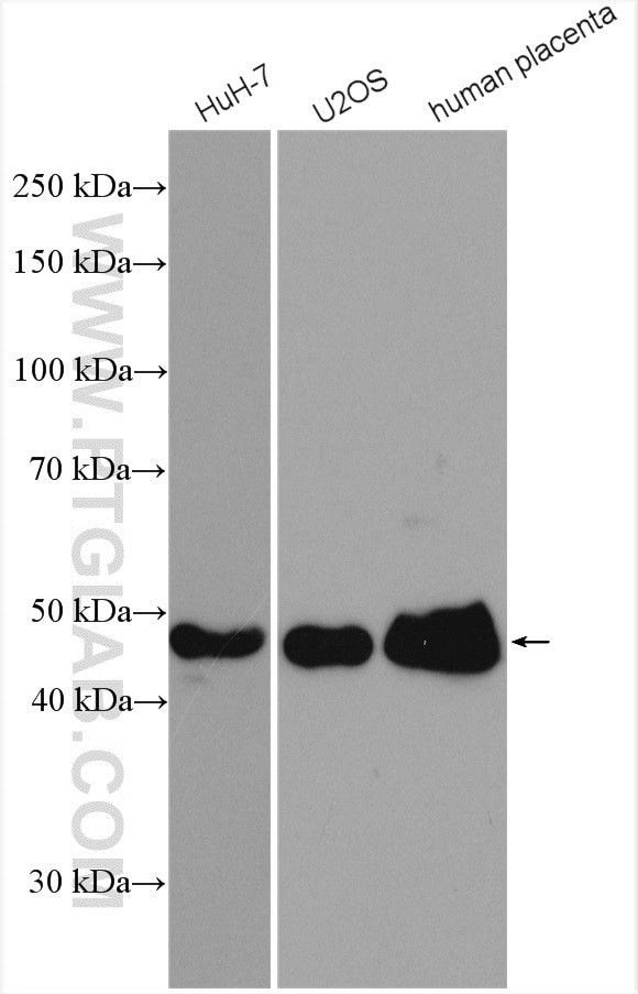 PAI-1 Antibody in Western Blot (WB)