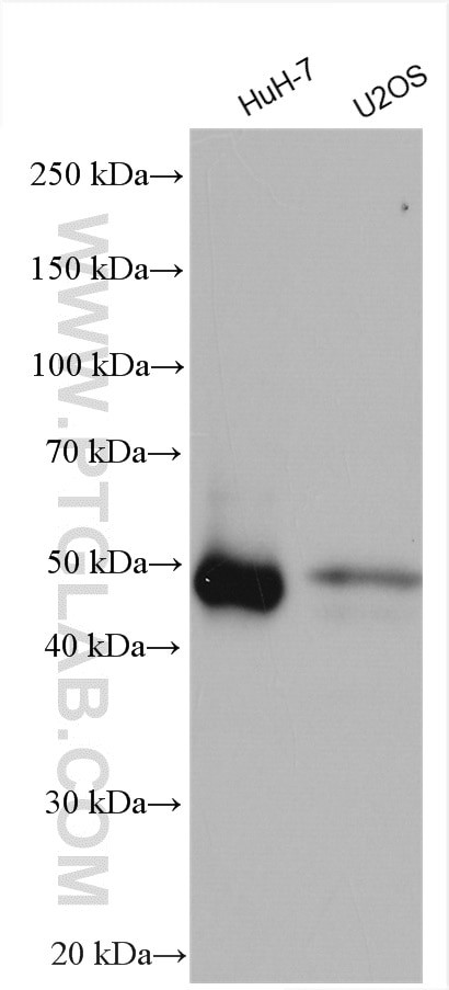 PAI-1 Antibody in Western Blot (WB)