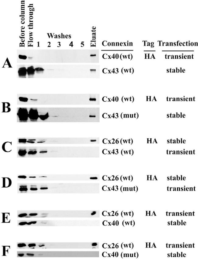 Connexin 26 Antibody in Western Blot (WB)