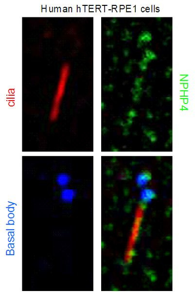 NPHP4 Antibody in Immunocytochemistry (ICC/IF)