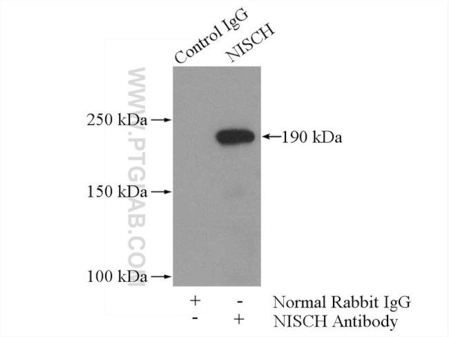 NISCH Antibody in Immunoprecipitation (IP)