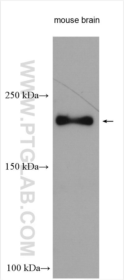 NISCH Antibody in Western Blot (WB)