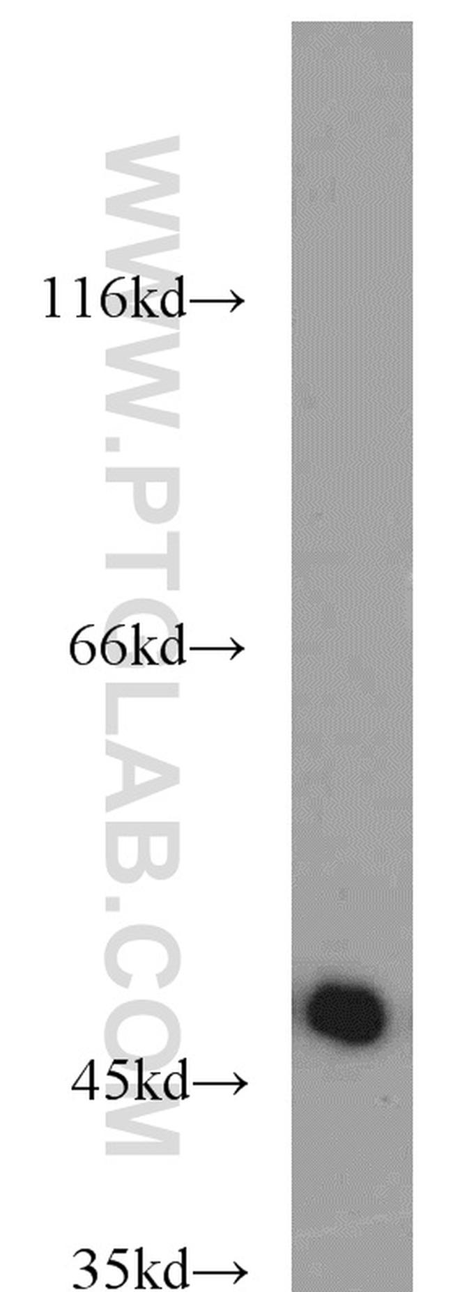 SEPT7 Antibody in Western Blot (WB)