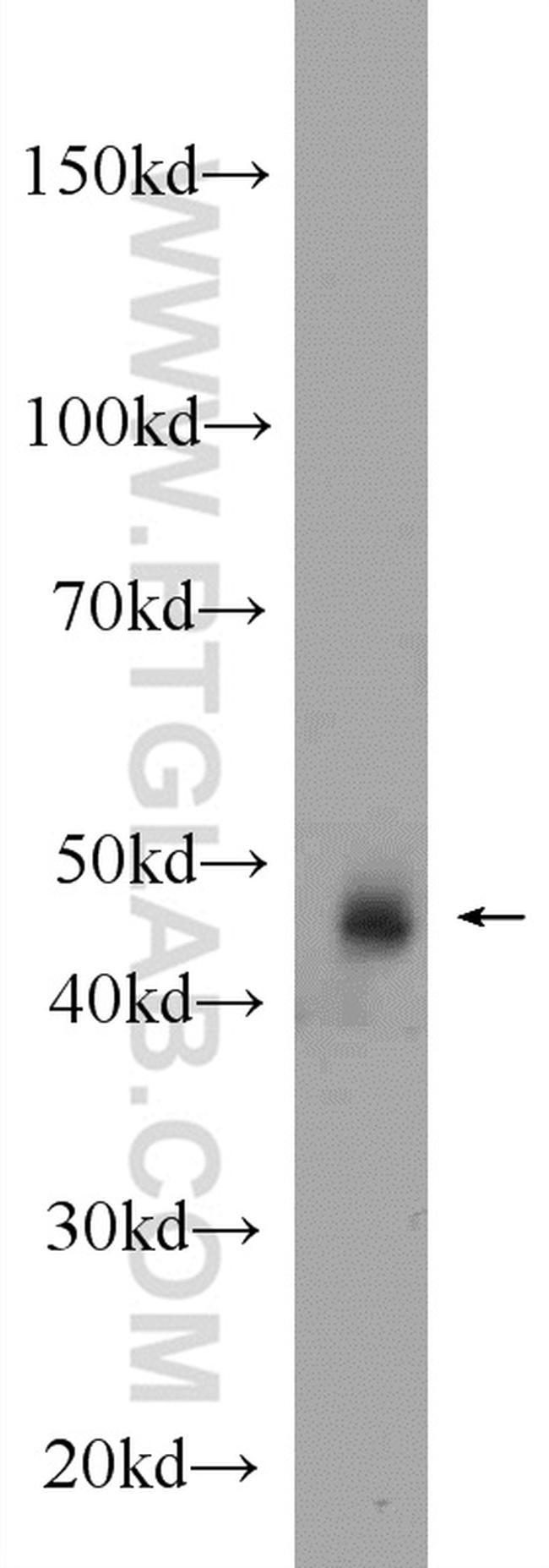 SEPT7 Antibody in Western Blot (WB)