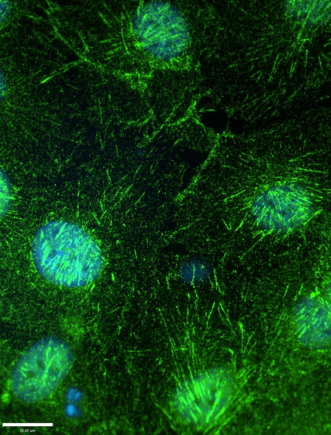 SEPT7 Antibody in Immunocytochemistry (ICC/IF)