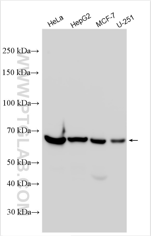 TKTL1 Antibody in Western Blot (WB)