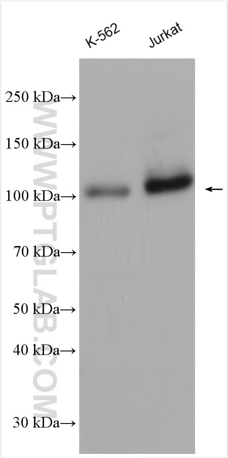 ARTS1 Antibody in Western Blot (WB)