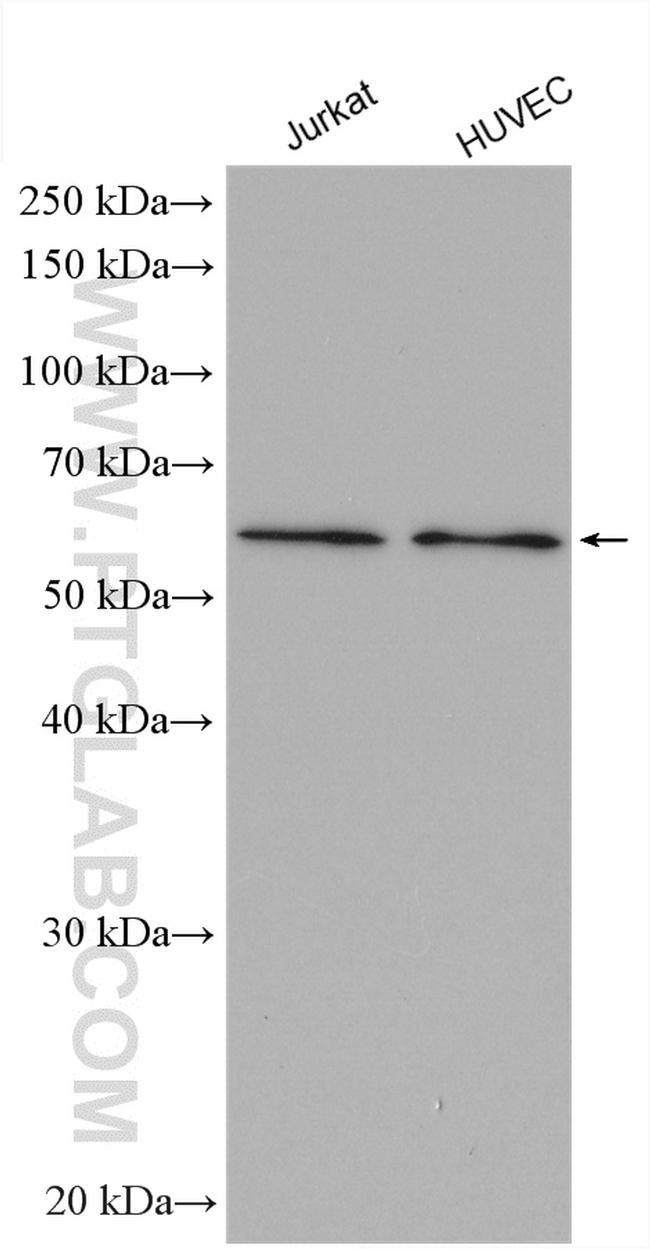 SLC7A6 Antibody in Western Blot (WB)